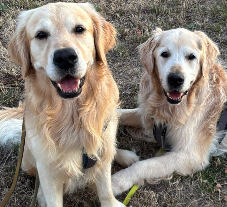 zufriedene Golden Retriever zufriedene Golden Retriever nach meiner Beratung